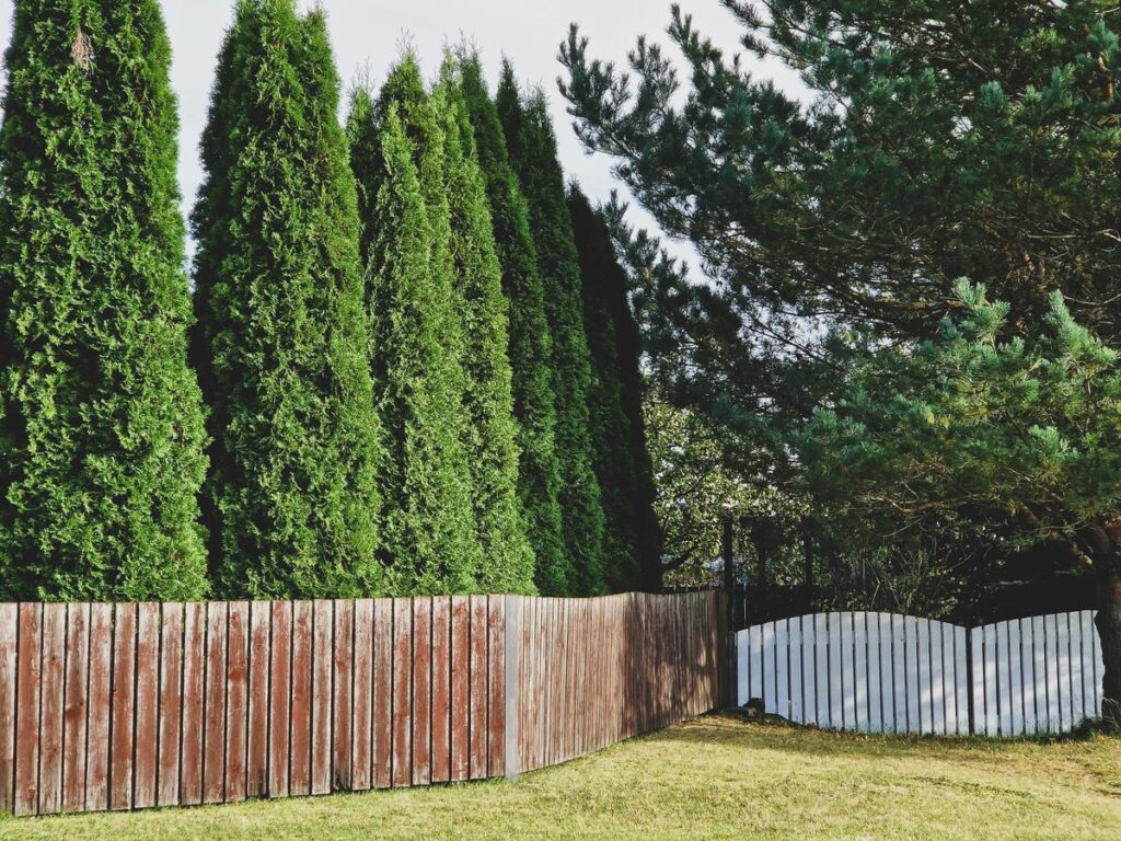 Tall evergreen trees with a solid wooden fence providing privacy and blocking Sha Qi in a suburban backyard.