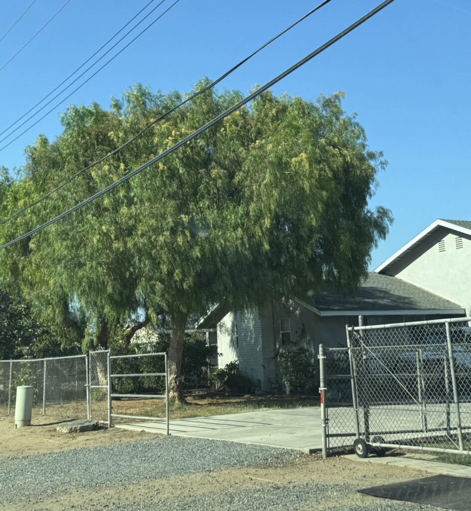 南加州住宅大门前大型乔木遮挡明堂的环境评估与风水优化建议
